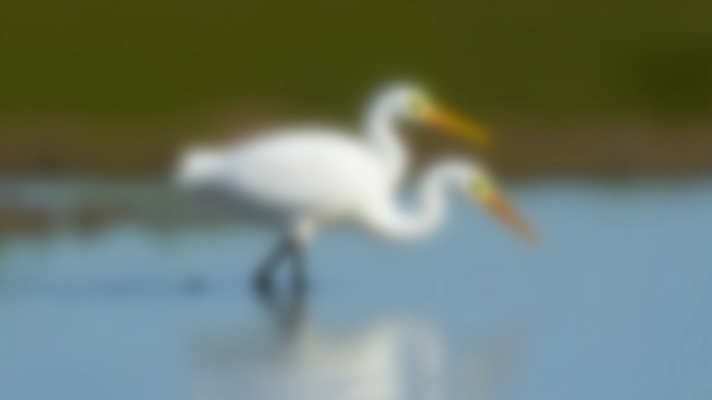 Garza blanca grande con plumaje completamente blanco en postura de caza inmóvil en aguas costeras